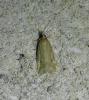 Eudonia pallida